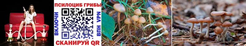 Купить  Куртамыш  Галлюциногенные грибы мухоморы 